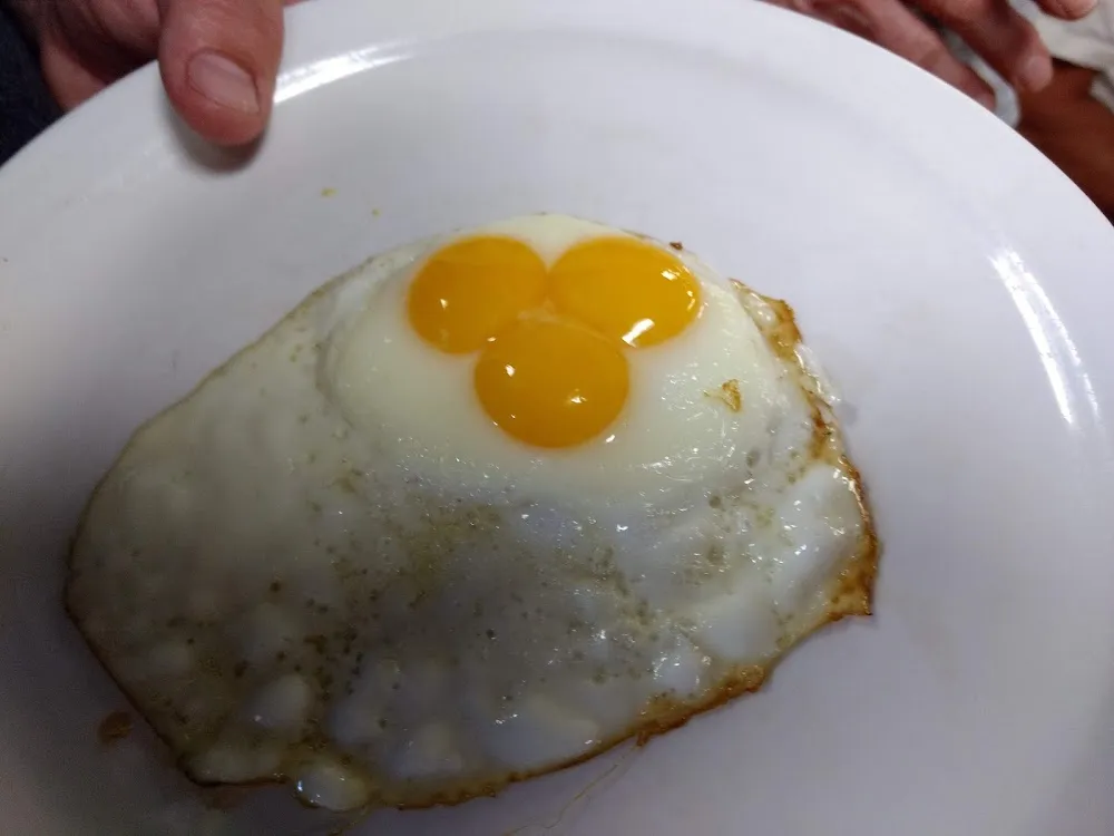 Fried Egg